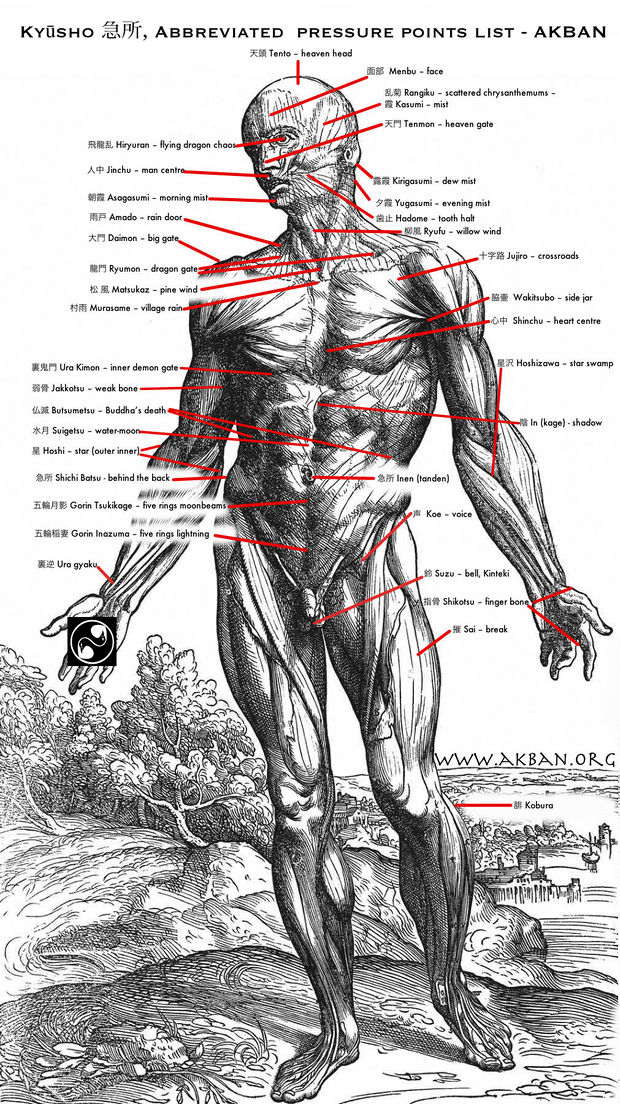Anatomie